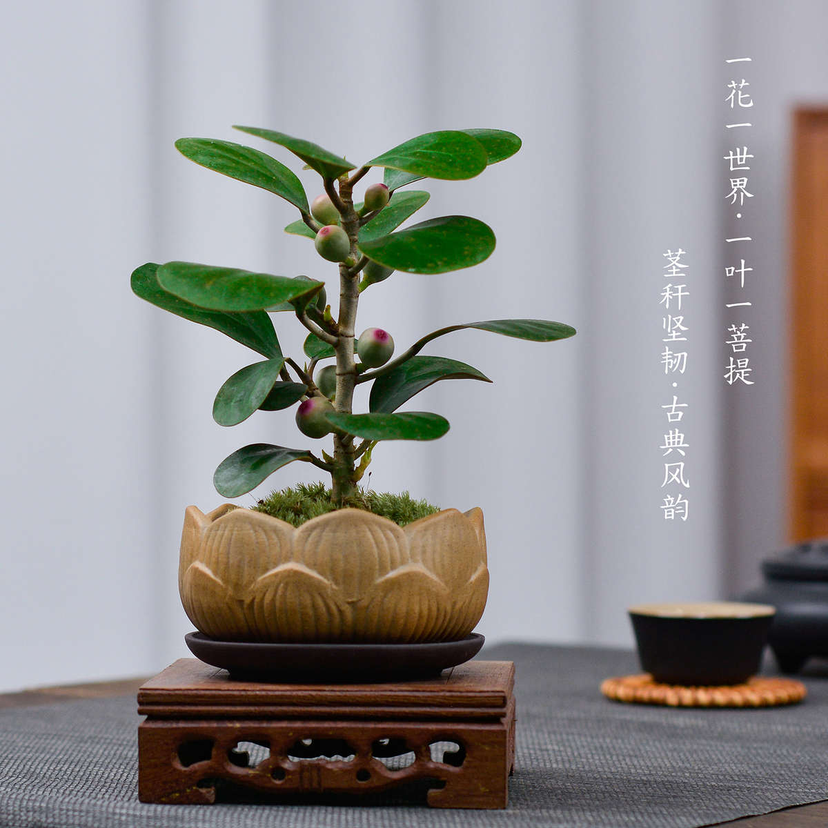 小盼菩提客厅绿植小盆栽办公室植物盆景花卉植物室内花绿色大盆