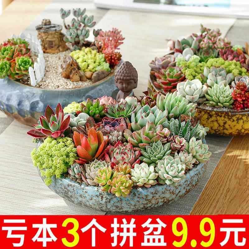 多肉花盆多肉植物简约粗陶瓷紫砂塑料拇指小个性创意复古特价清仓