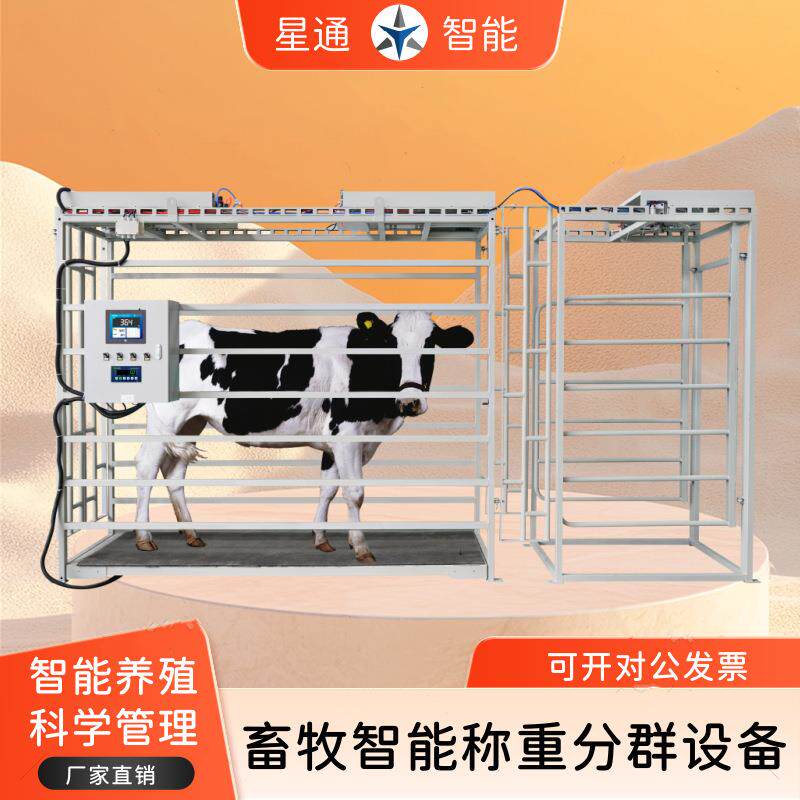 全自动畜牧称重分群设备自动识别记录高精度测量养殖管理