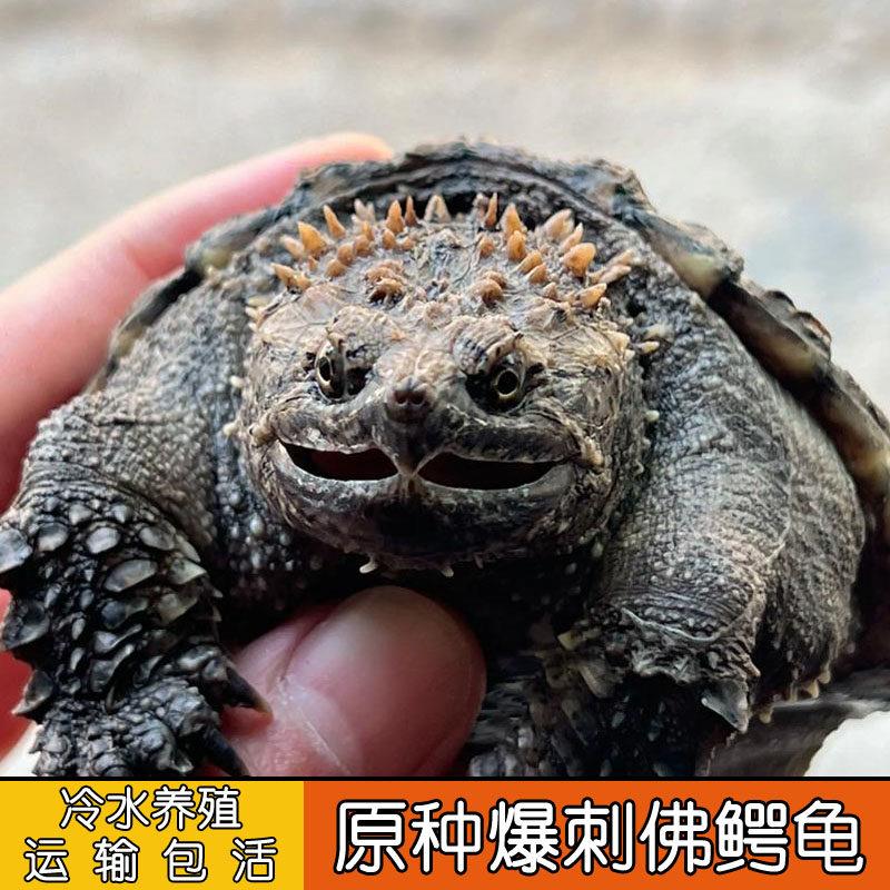 纯佛鳄龟黑佛白佛大佛杂原种爆刺佛鳄乌龟大头爆刺野佛