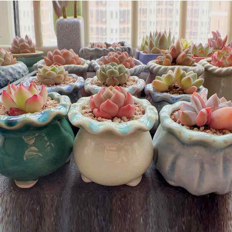 多肉花盆陶瓷园艺迷你少女心小新品创意可爱家居清新陶瓷罐子盆器