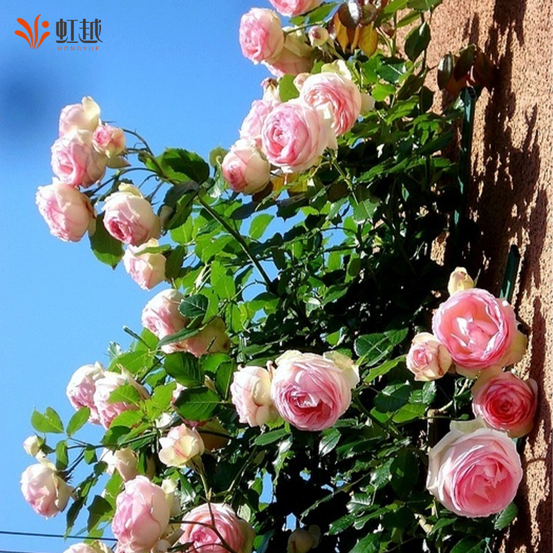 粉龙沙宝石蓝色阴雨佛罗伦蒂娜虹越爬墙藤本月季小苗盆栽四季开花