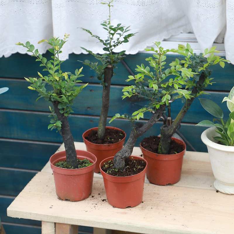 檀香木小叶紫檀盆栽 盆景办公桌 阳台绿植室内室外耐阴耐植物