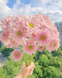 月美切花小菊 三文鱼 小雏菊菊花盆栽多年生耐热耐寒阳台盆栽庭院