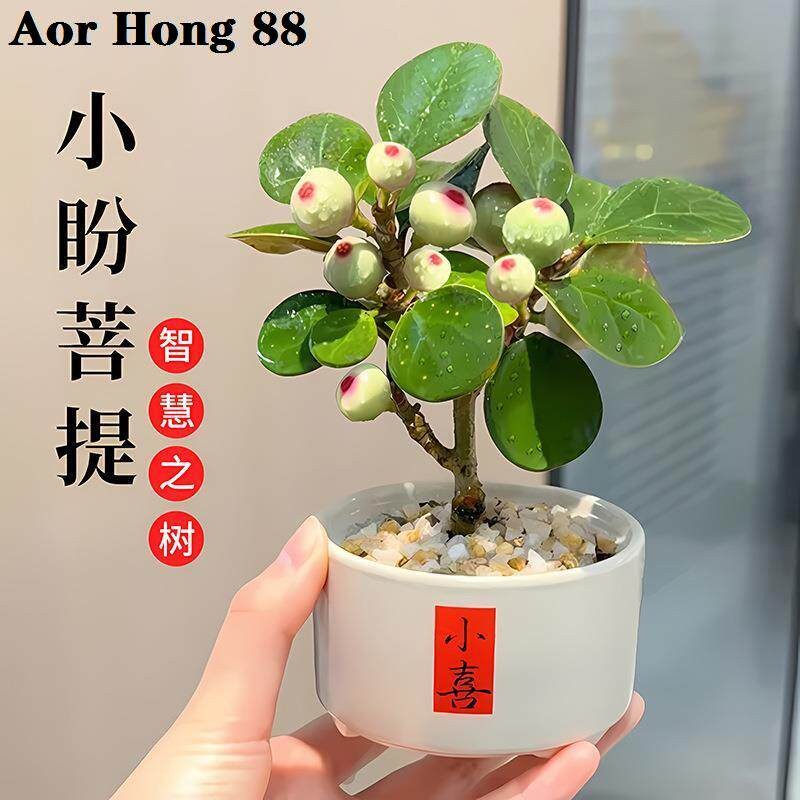 小盼菩提绿植盆栽带果子盆景菩提树陶瓷花盆中式禅意桌面摆件好养图片