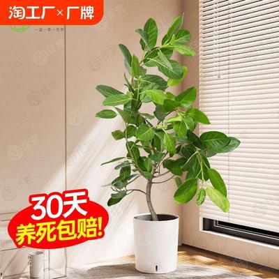 孟加拉榕造型飘枝盆栽大型绿植简约百搭榕树室内客厅落地净化空气