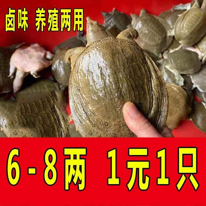 外塘大甲鱼食用大老鳖中华鳖苗鲜活小甲鱼苗小放养套养王八团鱼 水产肉类/新鲜蔬果/熟食 甲鱼 原图主图