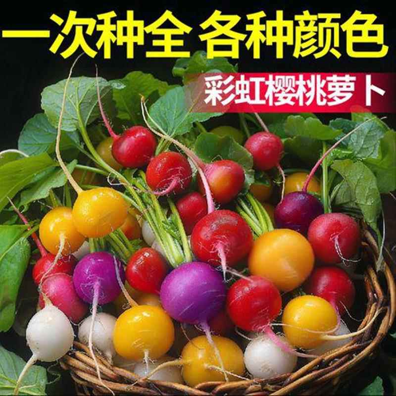 五彩樱桃萝卜种子红黄绿紫白水果萝卜菜皮籽嫩脆四季蔬菜阳台盆栽