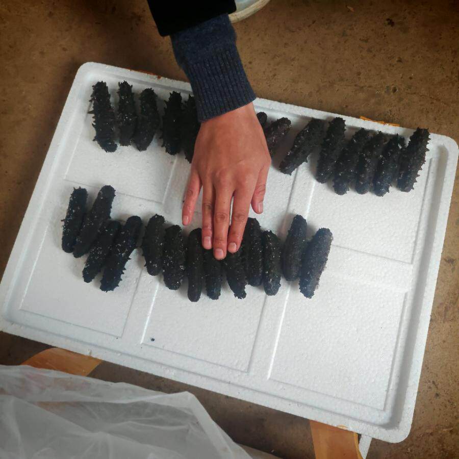 12月25日宁德质押拉缸盐海参3622.5公斤网络拍卖公告