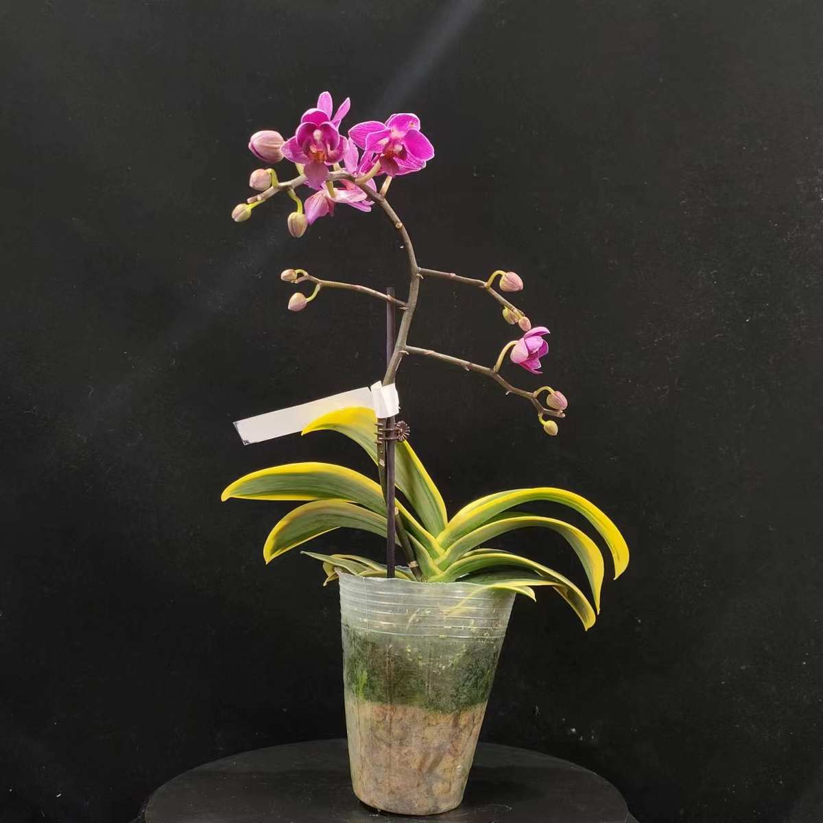 【零度生物】金边咖啡蝴蝶兰续花型爆花阳台绿植花期长精致易养活