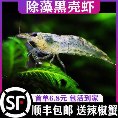 黑壳虾除藻虾工具虾迷你观赏米虾宠物淡水族造景清洁虾活体虾草缸