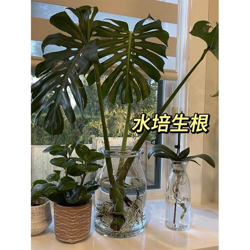基地搬迁福利~大型老桩水培龟背竹客厅办公室内水土培绿植双片叶
