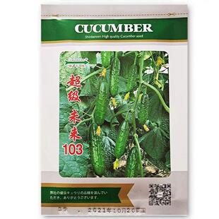 未来108旱黄瓜种籽青岛新干线全雌油亮水果旱黄瓜103大刺口感型