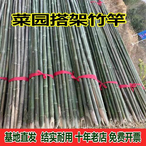 竹子爬藤架竹竿菜园搭种豆角黄瓜支架种菜小竹杆旗杆篱笆2米