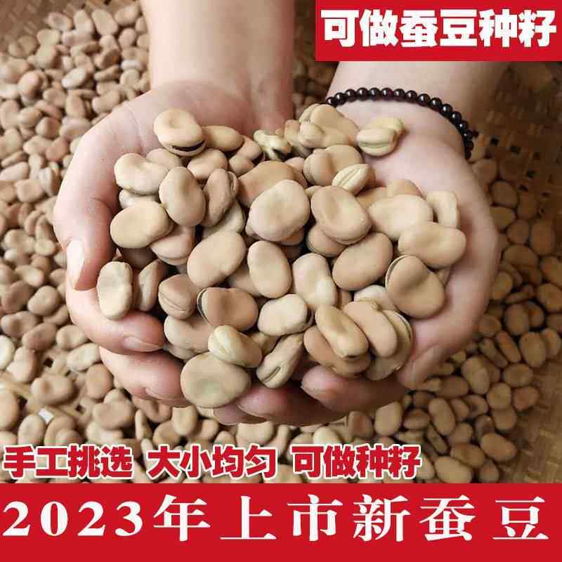 美味新货干蚕豆 新鲜散装蚕豆5罗汉豆胡豆可做种籽炸生蚕豆种