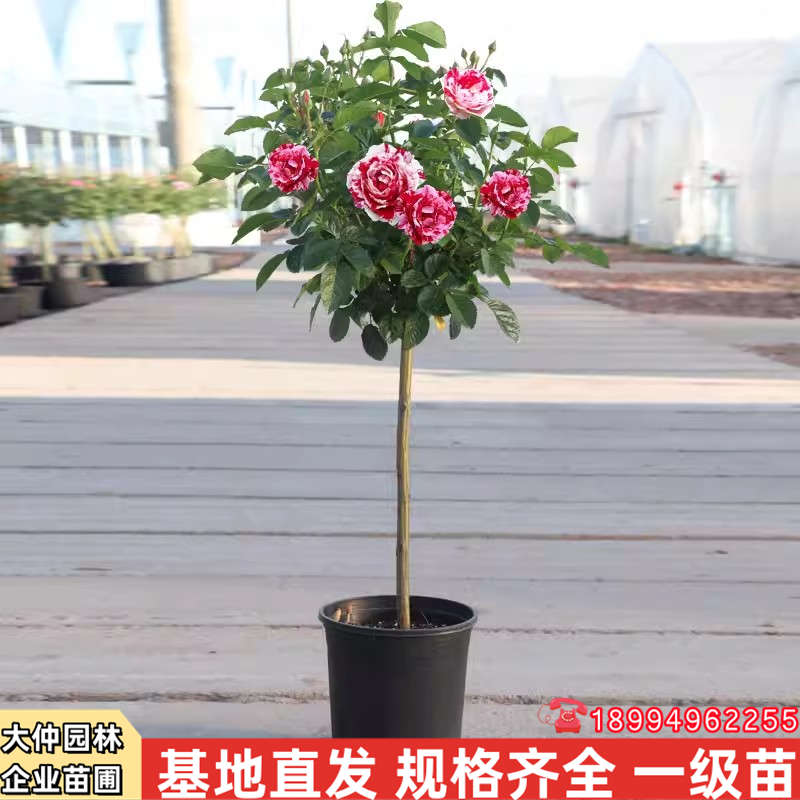 树桩月季花苗庭院花卉盆栽四季开花植物多色嫁接树状特大园林绿化