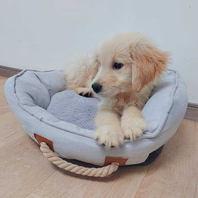 外贸四季手提便携宠物窝垫子保暖耐磨耐撕咬狗狗窝猫窝宠物垫子,宠物/宠物食品及用品,狗窝/屋/帐篷/沙发,淘宝优惠券,粉丝福利购,淘宝优惠卷