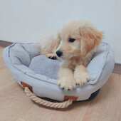 外贸四季 手提便携宠物窝垫子保暖耐磨耐撕咬狗狗窝猫窝宠物垫子