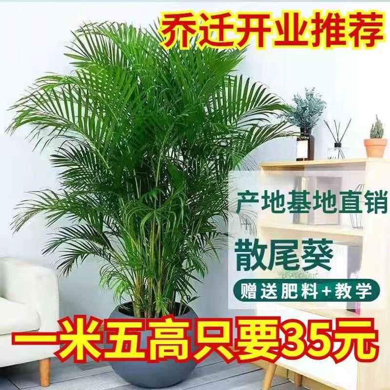 散尾葵大型绿植盆栽客厅办公室内花卉富贵椰子加湿绿植