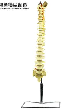 人体脊柱模型1:1正骨脊椎模型颈椎腰椎人体骨骼模型彩色脊椎模型