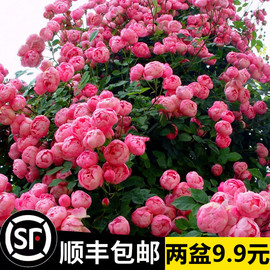 蔷薇花苗藤本月季特大花种庭院，爬藤植物阳台花卉，玫瑰盆栽四季开花