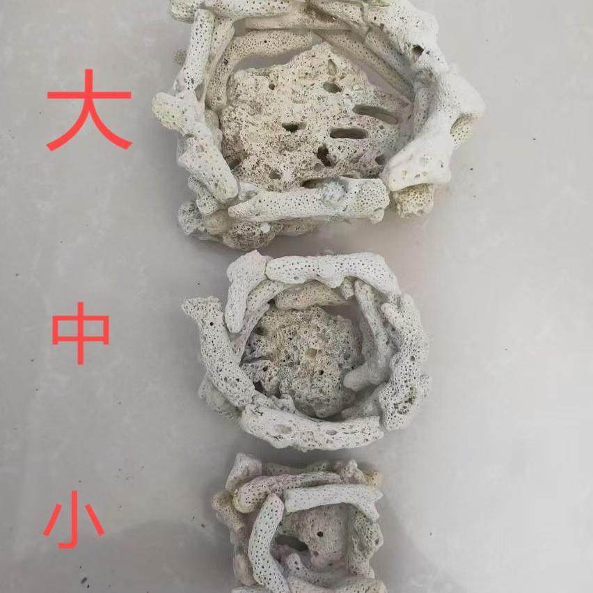 奶嘴海葵窝手工海葵窝固定防跑窝珊瑚骨海葵窝,宠物/宠物食品及用品,造景/装饰,淘宝优惠券,粉丝福利购,淘宝优惠卷