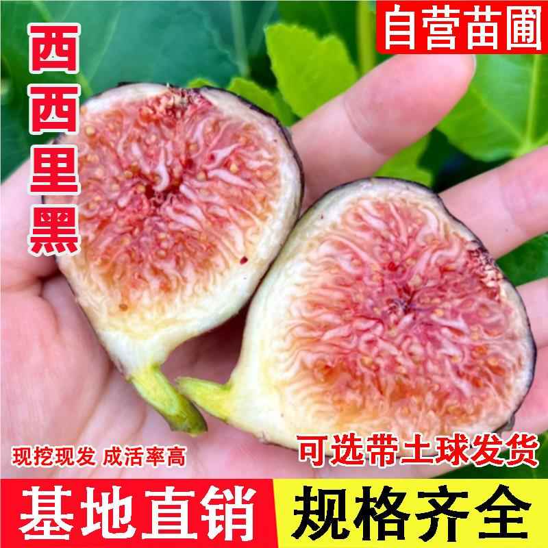 西西里黑无花果树苗抗旱高耐寒糖心无花果苗南北方种植当年结果