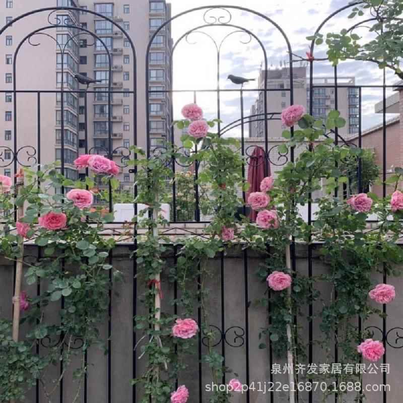 爬藤架子花支架蔷薇月季种植庭院栅栏户外花架三角梅铁艺爬藤花架图片