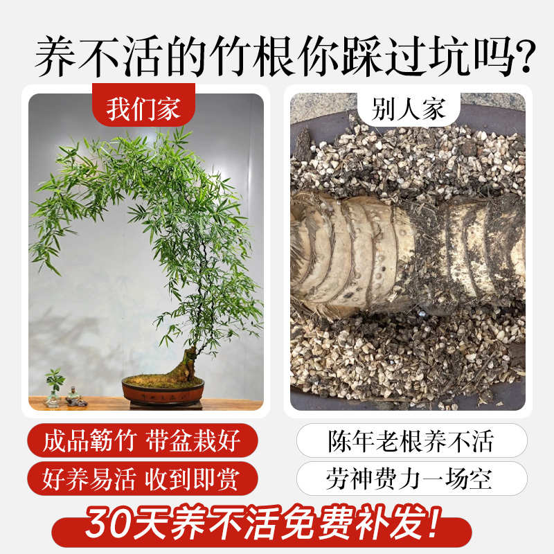 小叶簕竹成品盆景盆栽老桩禅意竹子室内办公室桌面四季客厅绿植物