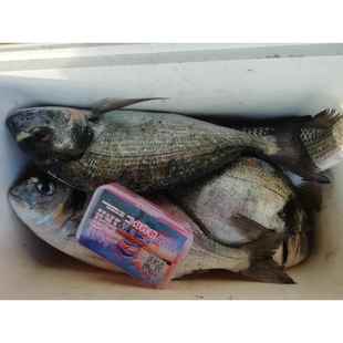 南极虾钓饵秘制黑鲷饵料海钓南极虾砖筏钓饵矶钓饵海钓饵料鱼饵