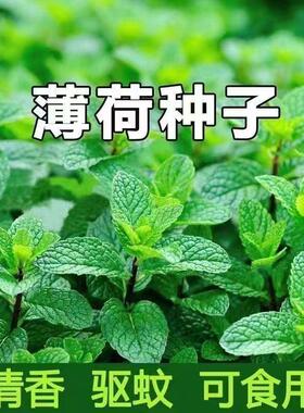 食用薄荷种子柠檬薄荷种子驱蚊花草植物种子四季阳台薄荷盆栽可食