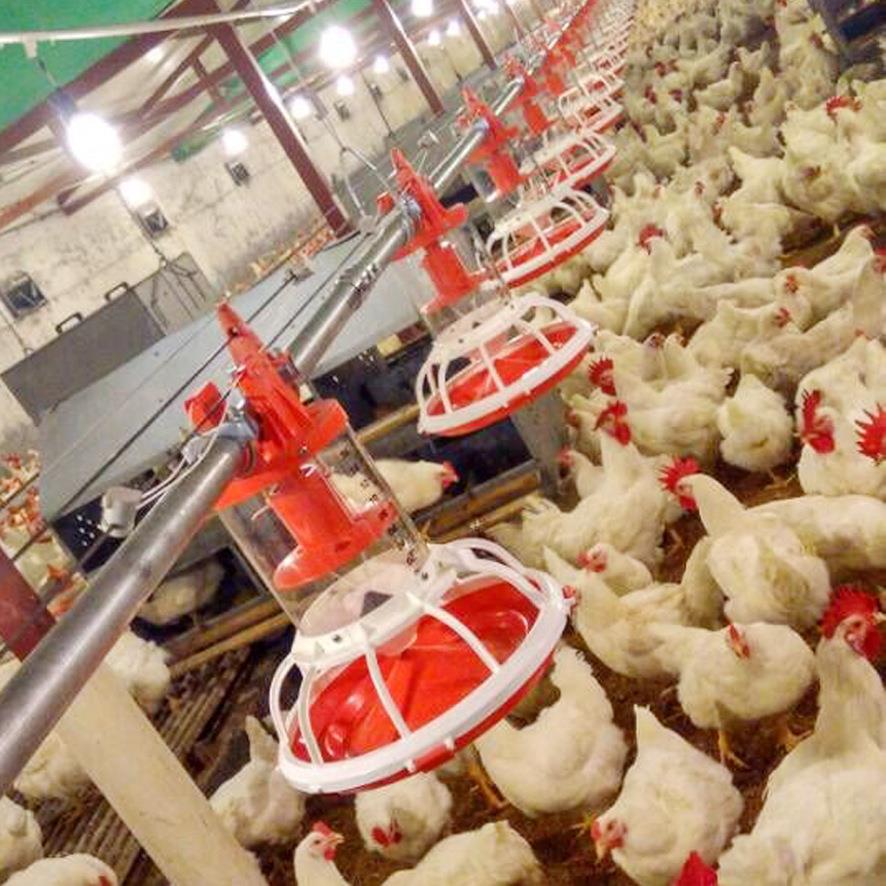 养鸡设备种鸡料线鸡用料线肉鸡料线种鸡桶式计量同步喂料厂家直供