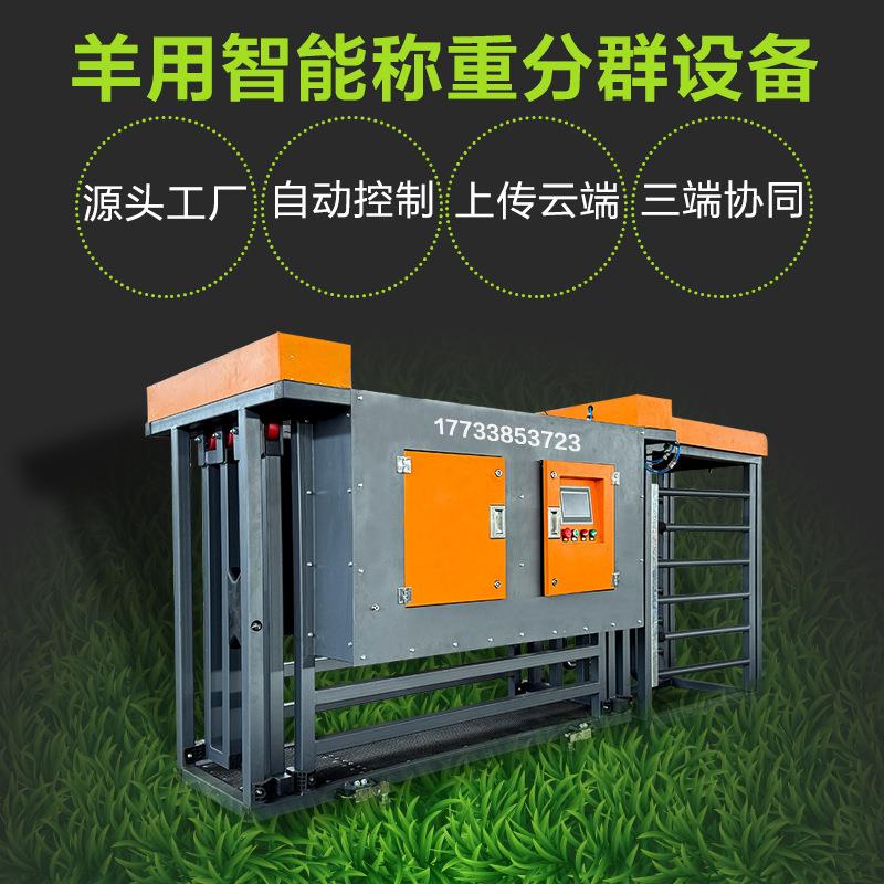 智慧牧场羊用称重分群设备羊场全自动计重三分群分栏设备上传云端