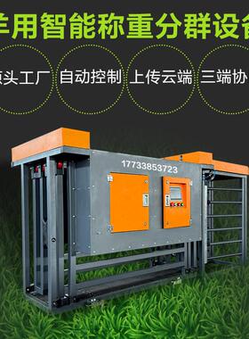 智慧牧场羊用称重分群设备羊场全自动计重三分群分栏设备上传云端