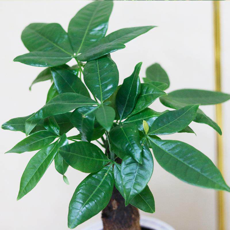 桌面绿植四件套九里香金钻发财树袖珍椰子植物透明植物自吸水盆栽