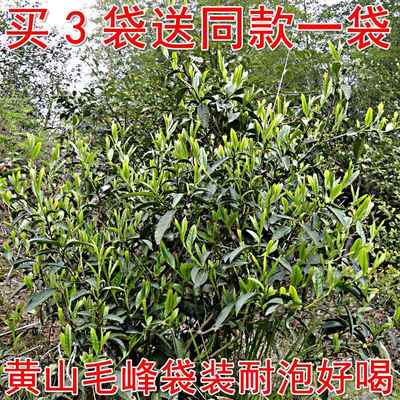2024新茶叶 安徽歙县绿茶 雨前黄山毛峰250g袋装 茶农散装包邮