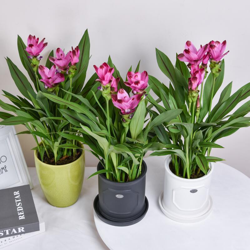 姜荷花盆栽四季开花室内阳台办公桌庭院花卉带花苞发货好养易活