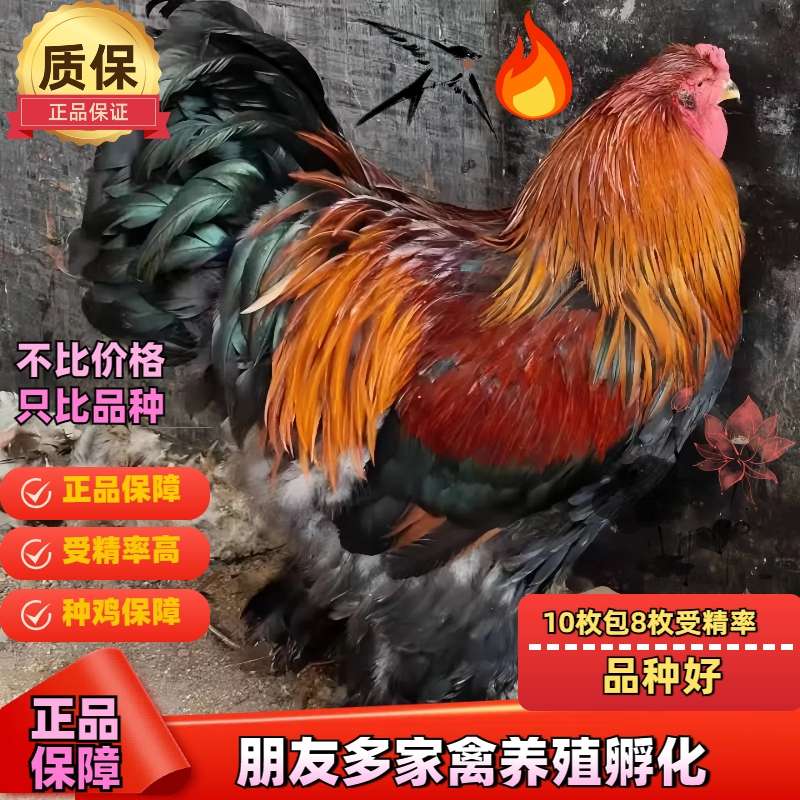 纯种巨型婆罗门鸡受精种蛋纯种梵天鸡种蛋大型观赏宠物鸡受精蛋