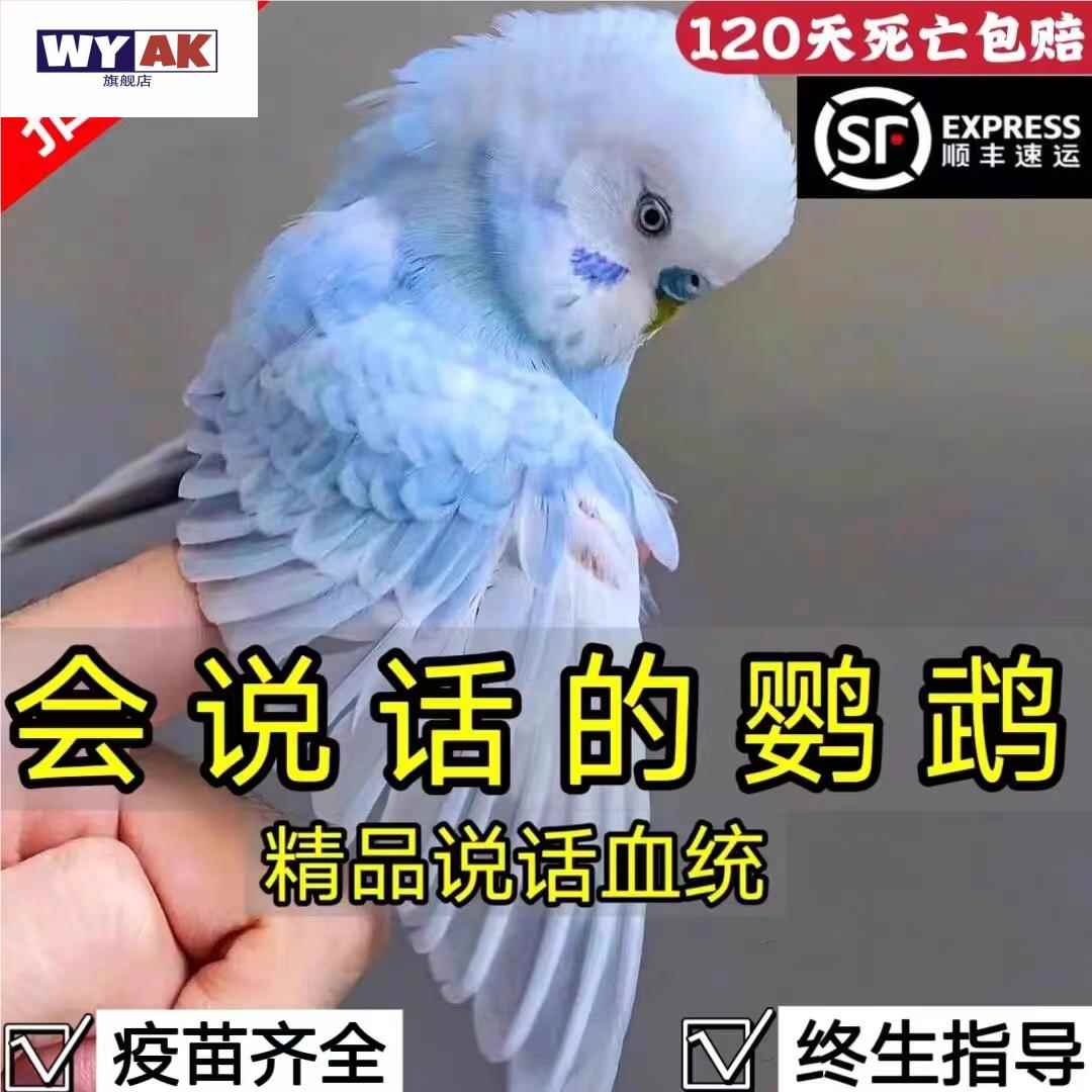 鹦鹉活鸟一公一母虎皮会说话的大头手养宠物小鸟幼鸟活物观赏图片