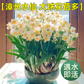 漳州水仙花盆栽水养种球苗，四季开花室内水培花卉植物好养易活