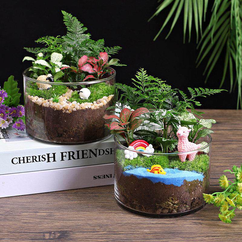 12c大号直筒瓶创意鲜活苔藓微景观diy材料包生态瓶子摆件礼品套组