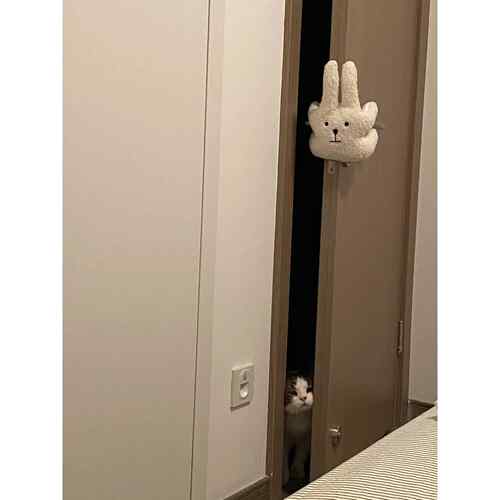 宠物自由出入神器猫咪留门缝小狗通用卧室开关门防夹手门挡门挂