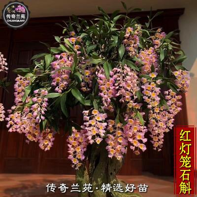 红灯笼石斛 稀有品种粉色球状串花大小盆苗室内盆栽花卉绿植 能吃