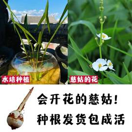 慈姑种球水生花卉水培盆栽室内绿植，花卉吸甲醛，开白花净水挺水植物