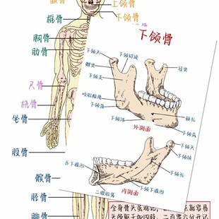 【加大版】16张人体骨骼解刨高清彩图绘画医学素材收藏便利贴纸