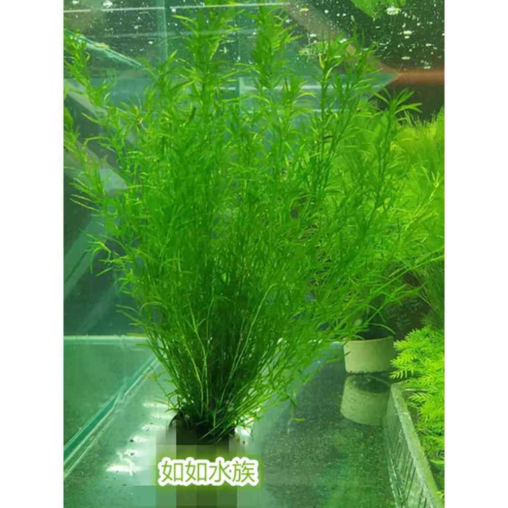 印度竹节草水草蜈蚣草金鱼草淡水鱼缸造景虾缸草缸阴性草懒人草