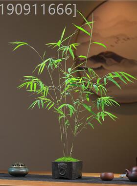 精活品内无品牌/门竹盆栽名贵门内竹室庭院绿季植四常青好养易内