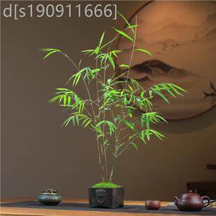 精活品内无品牌/门竹盆栽名贵门内竹室庭院绿季植四常青好养易内
