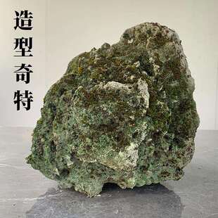 #吴定石原石吸水石头上水石盆栽微景观菖蒲捕虫堇假山观赏石雕摆