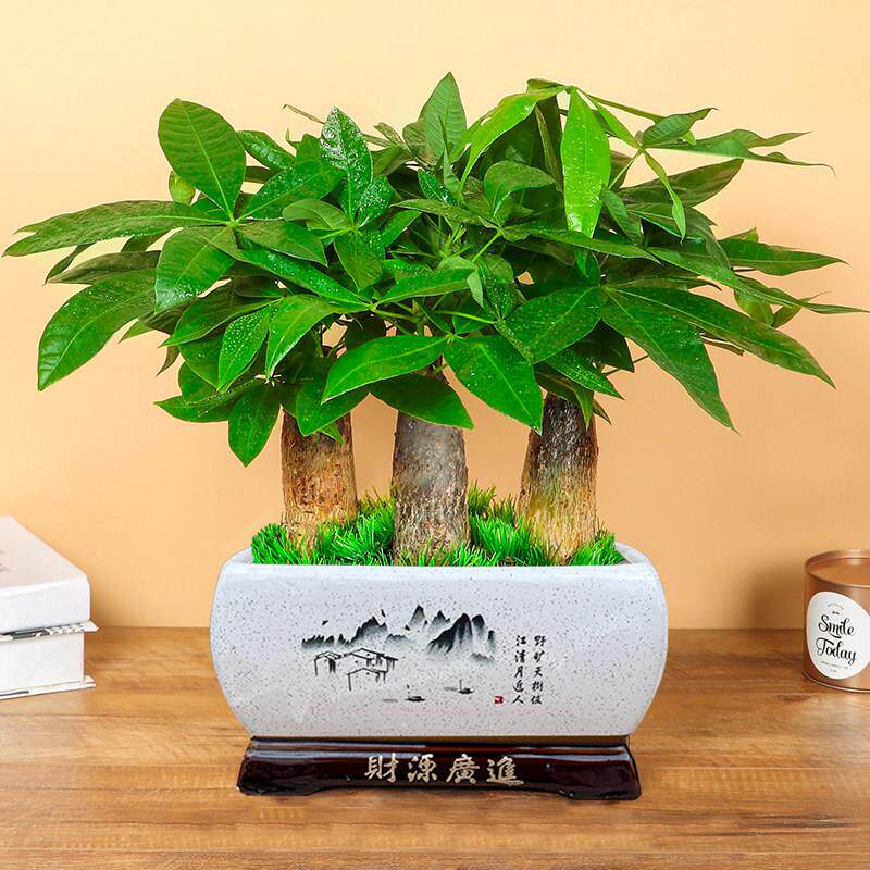发财树盆栽客厅大棵室内招财桌面植物开 业送礼前台大型办公室绿